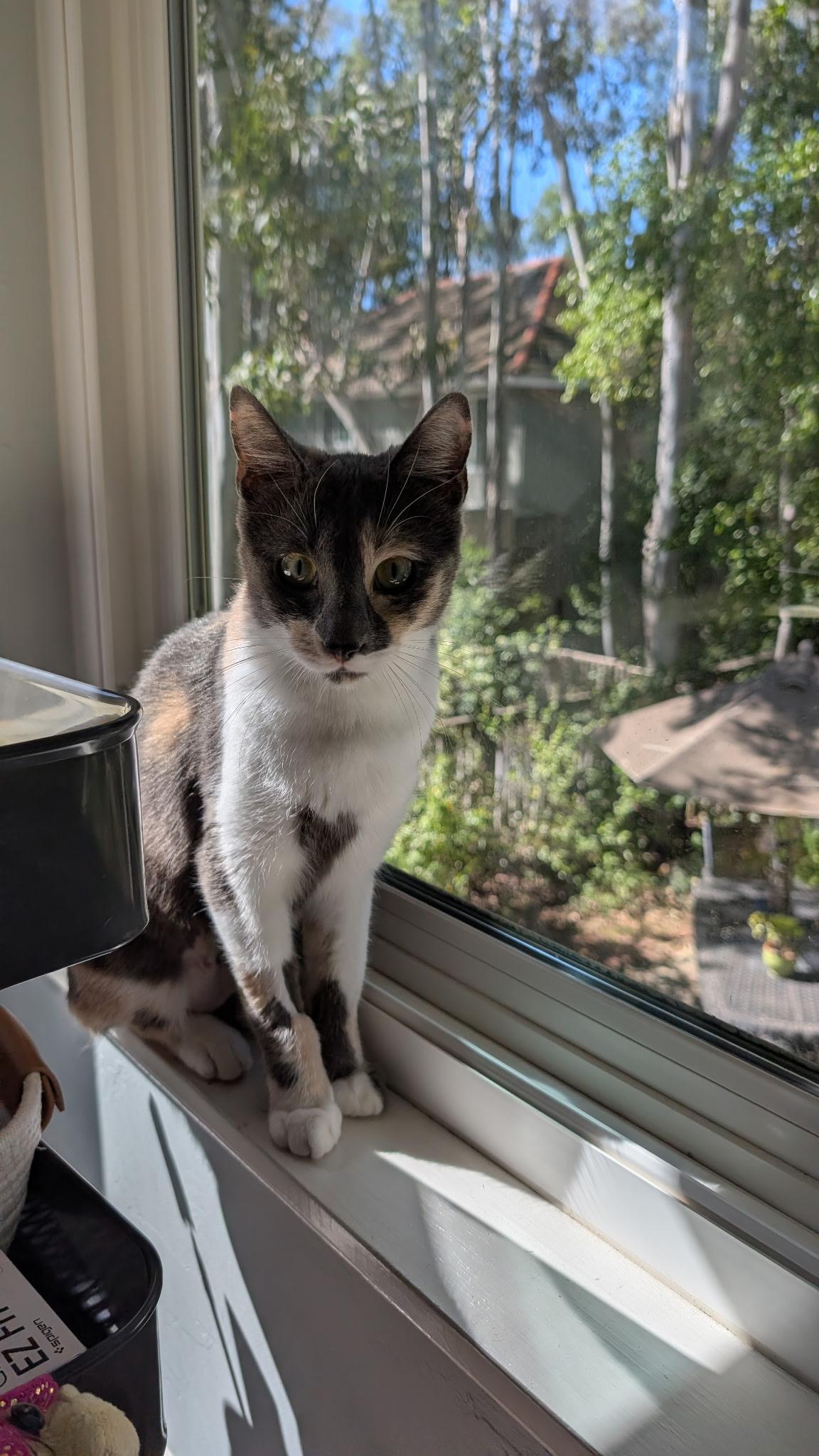 Enlarge Bunny, a ADOPTABLE Domestic Short Hair in Irvine, CA image 5/5