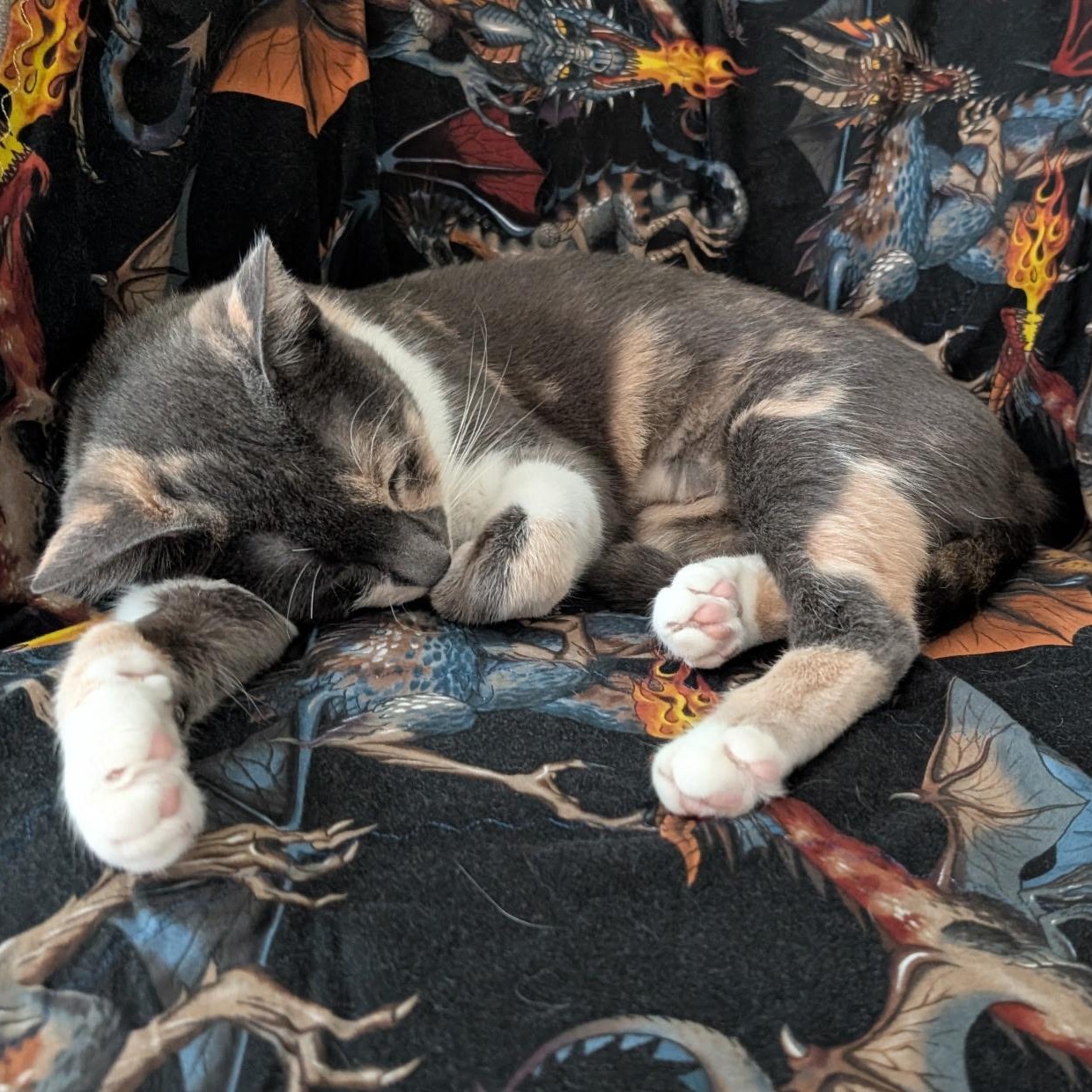 Enlarge Bunny, a ADOPTABLE Domestic Short Hair in Irvine, CA image 4/5