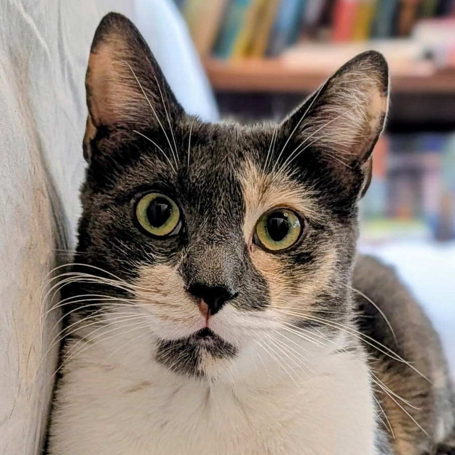 Enlarge Bunny, a ADOPTABLE Domestic Short Hair in Irvine, CA image 1/5