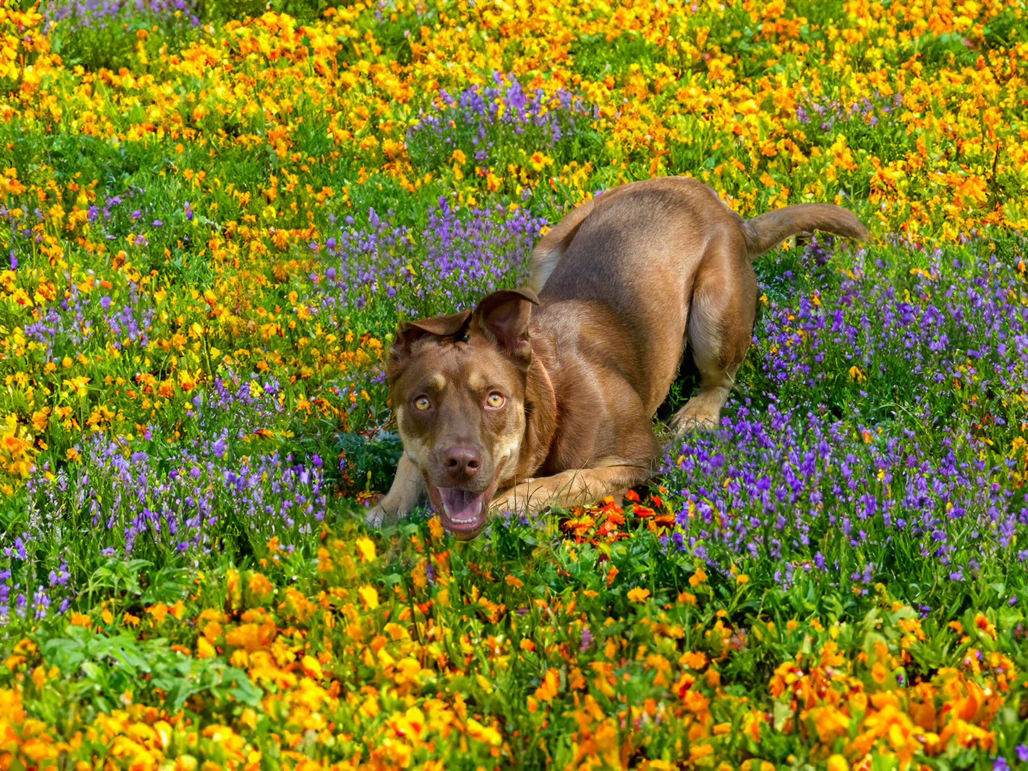 Dog for adoption Lala, a Beagle in Pawleys Island, SC Petfinder