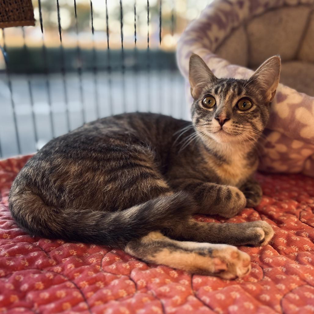 Enlarge Addison, a Adoptable Domestic Short Hair in Chesapeake, VA image 1/6