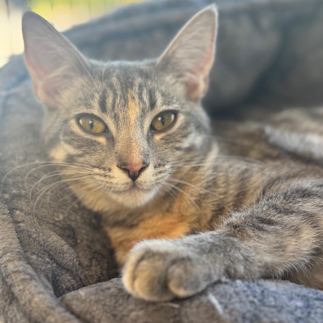 Enlarge Addison, a Adoptable Domestic Short Hair in Chesapeake, VA image 2/6
