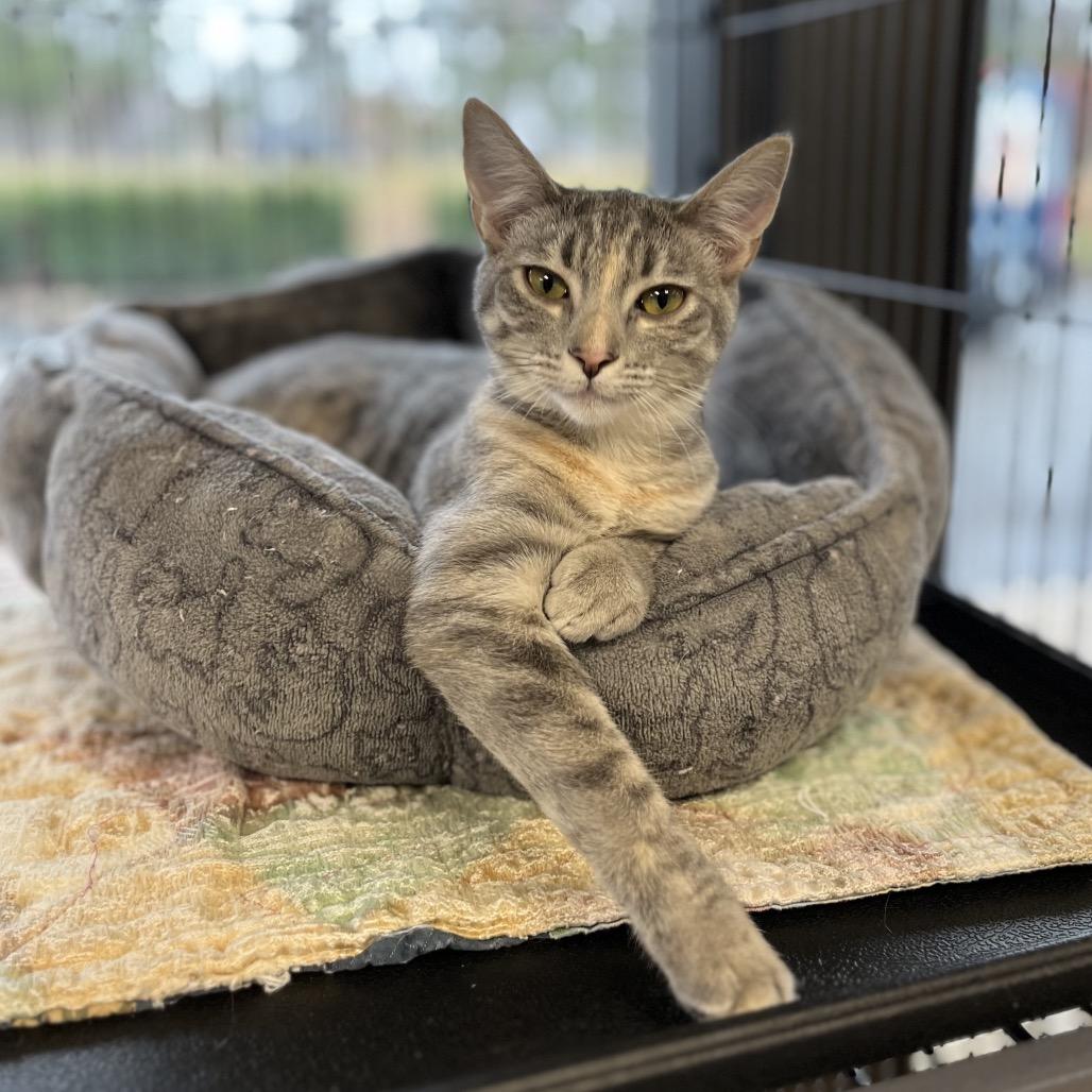 Enlarge Addison, a Adoptable Domestic Short Hair in Chesapeake, VA image 3/6