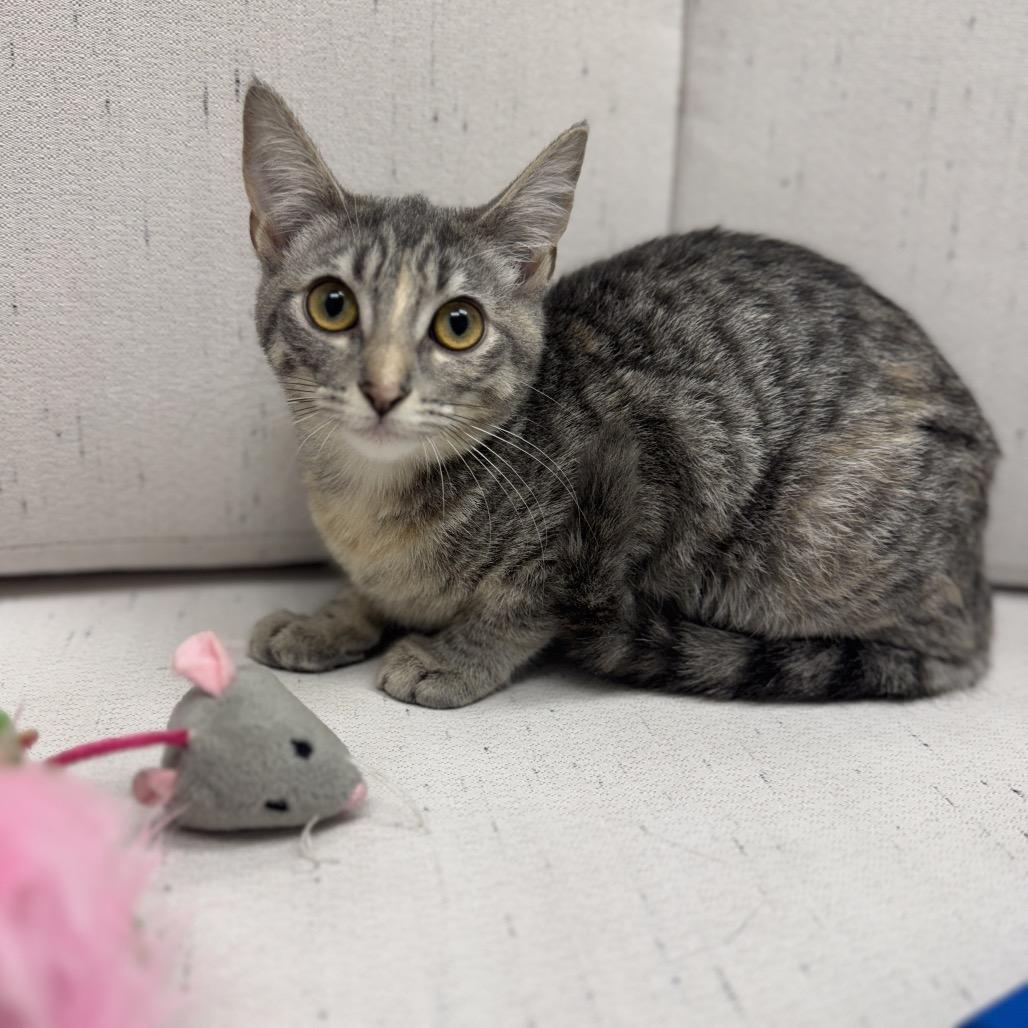 Enlarge Addison, a Adoptable Domestic Short Hair in Chesapeake, VA image 4/6