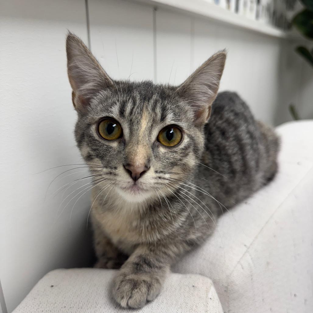 Enlarge Addison, a Adoptable Domestic Short Hair in Chesapeake, VA image 5/6