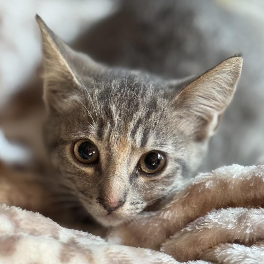 Enlarge Addison, a Adoptable Domestic Short Hair in Chesapeake, VA image 6/6