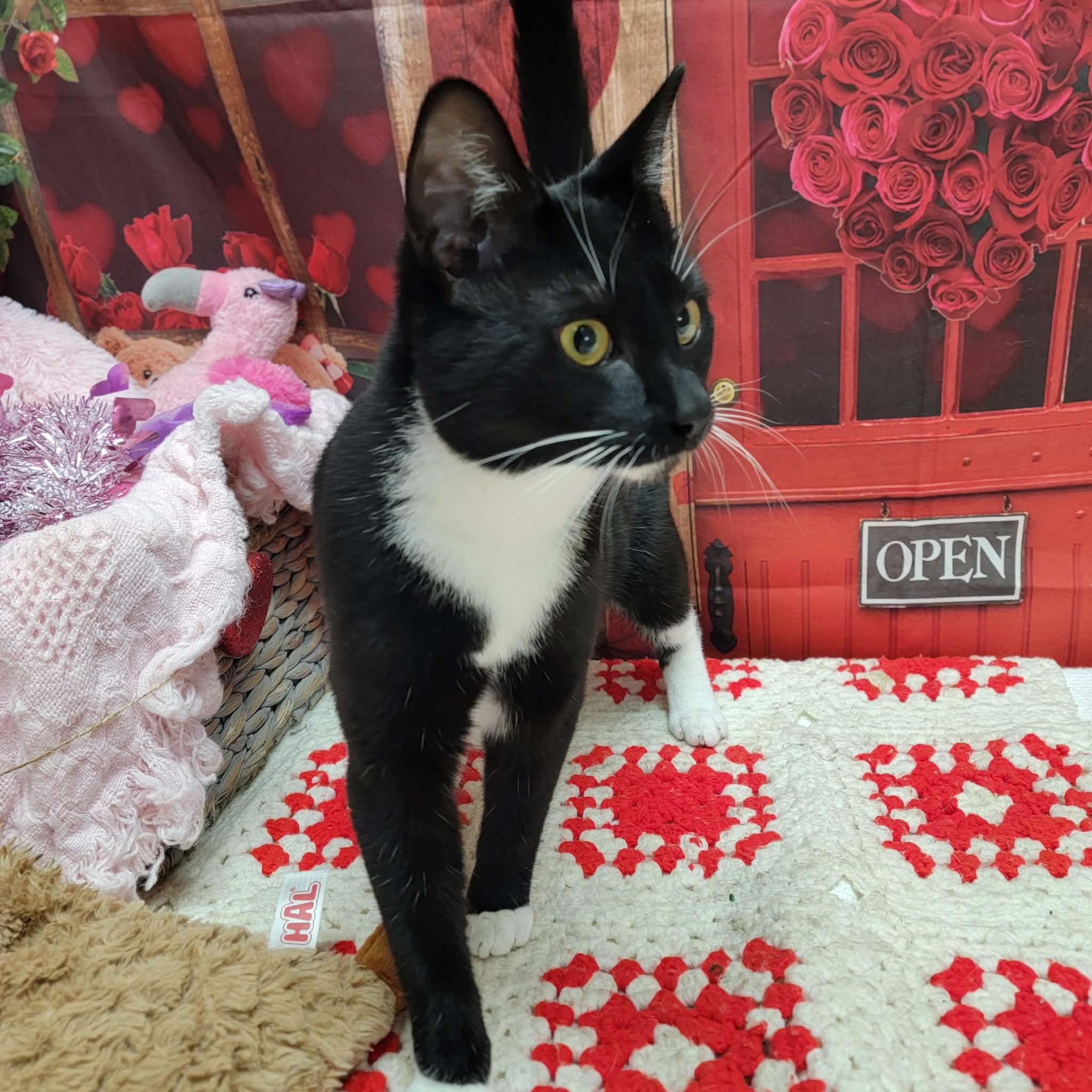 Enlarge Graham Cracker, a ADOPTABLE Domestic Short Hair in Statesboro, GA image 3/3