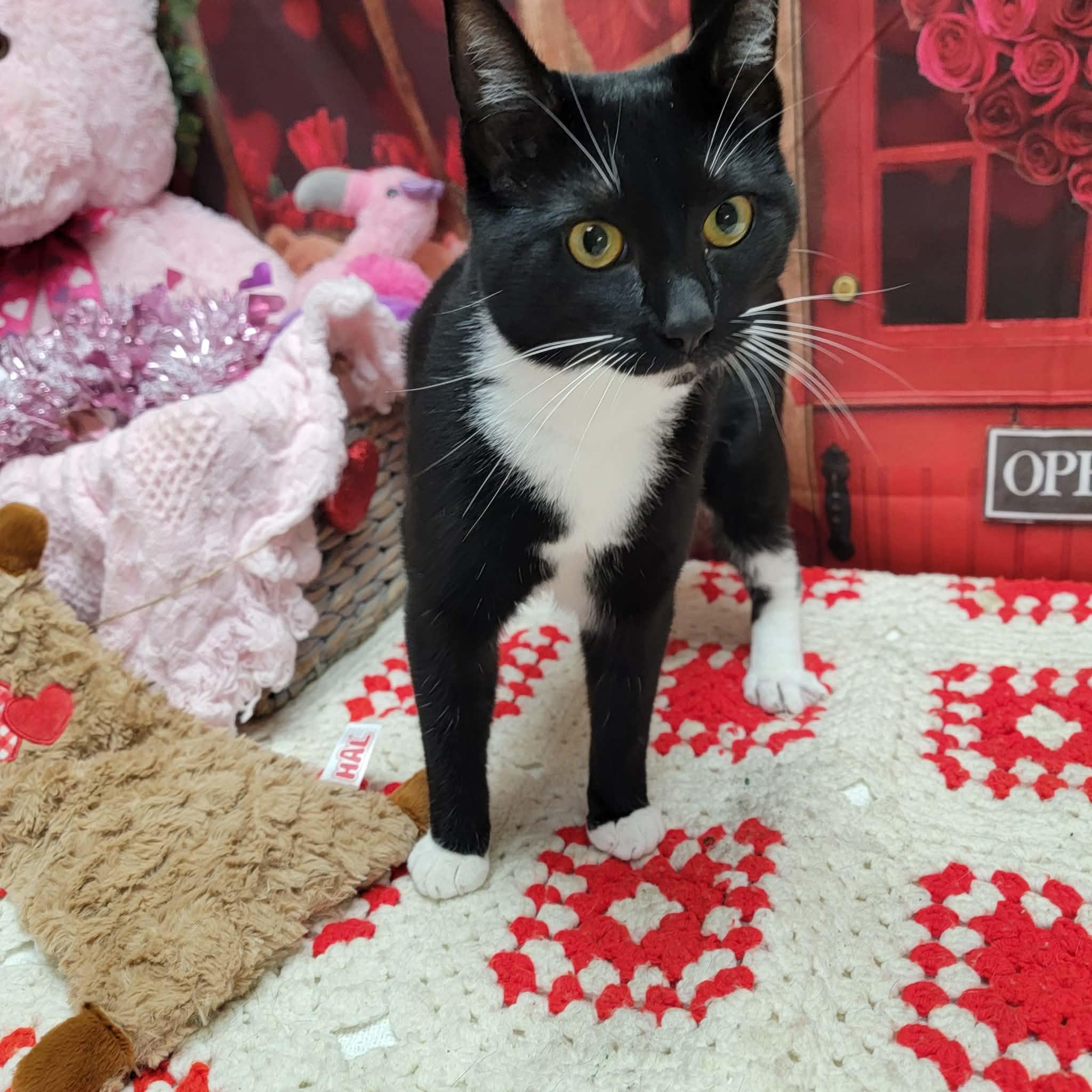 Enlarge Graham Cracker, a ADOPTABLE Domestic Short Hair in Statesboro, GA image 2/3