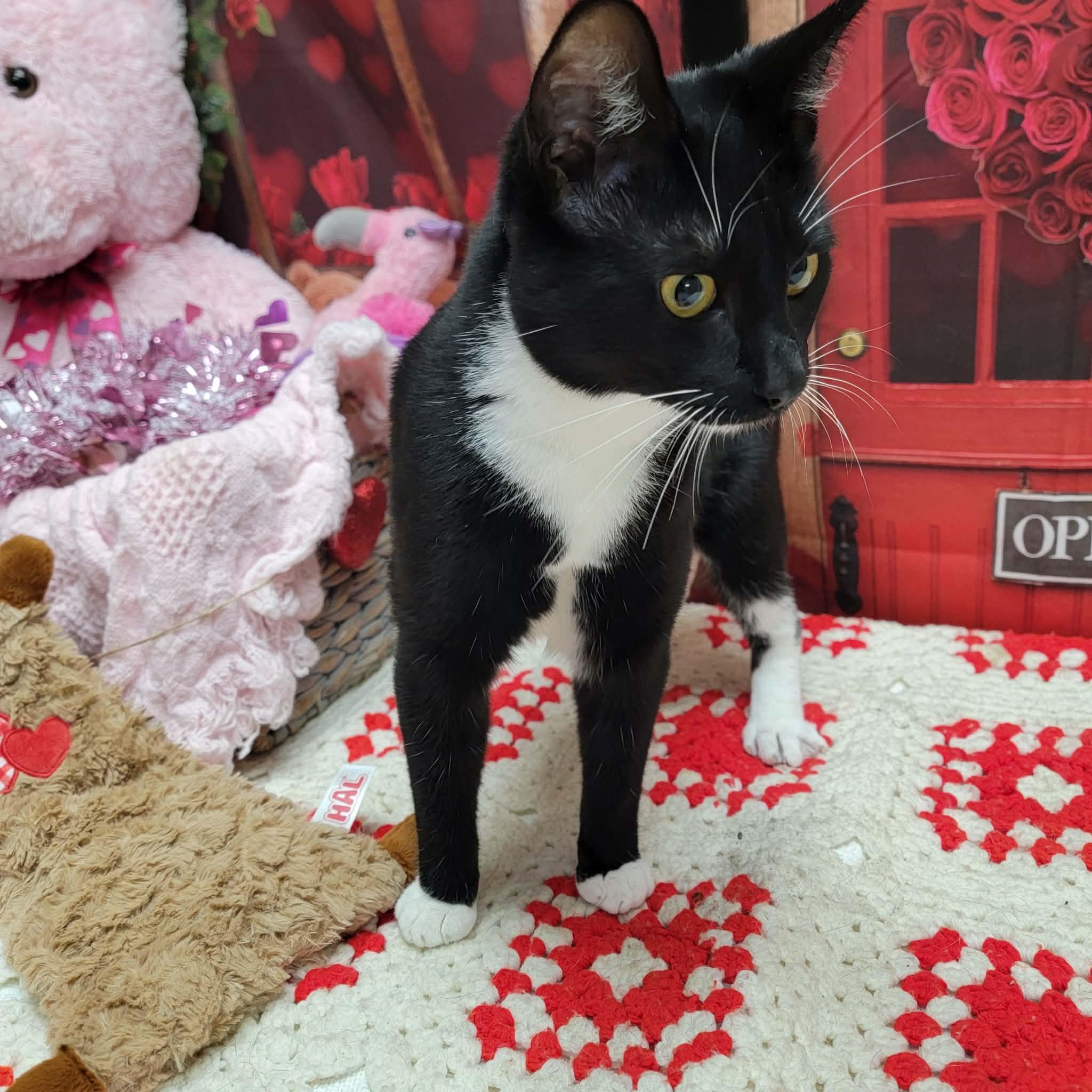 Graham Cracker, ADOPTABLE, Adult Female Domestic Short Hair.