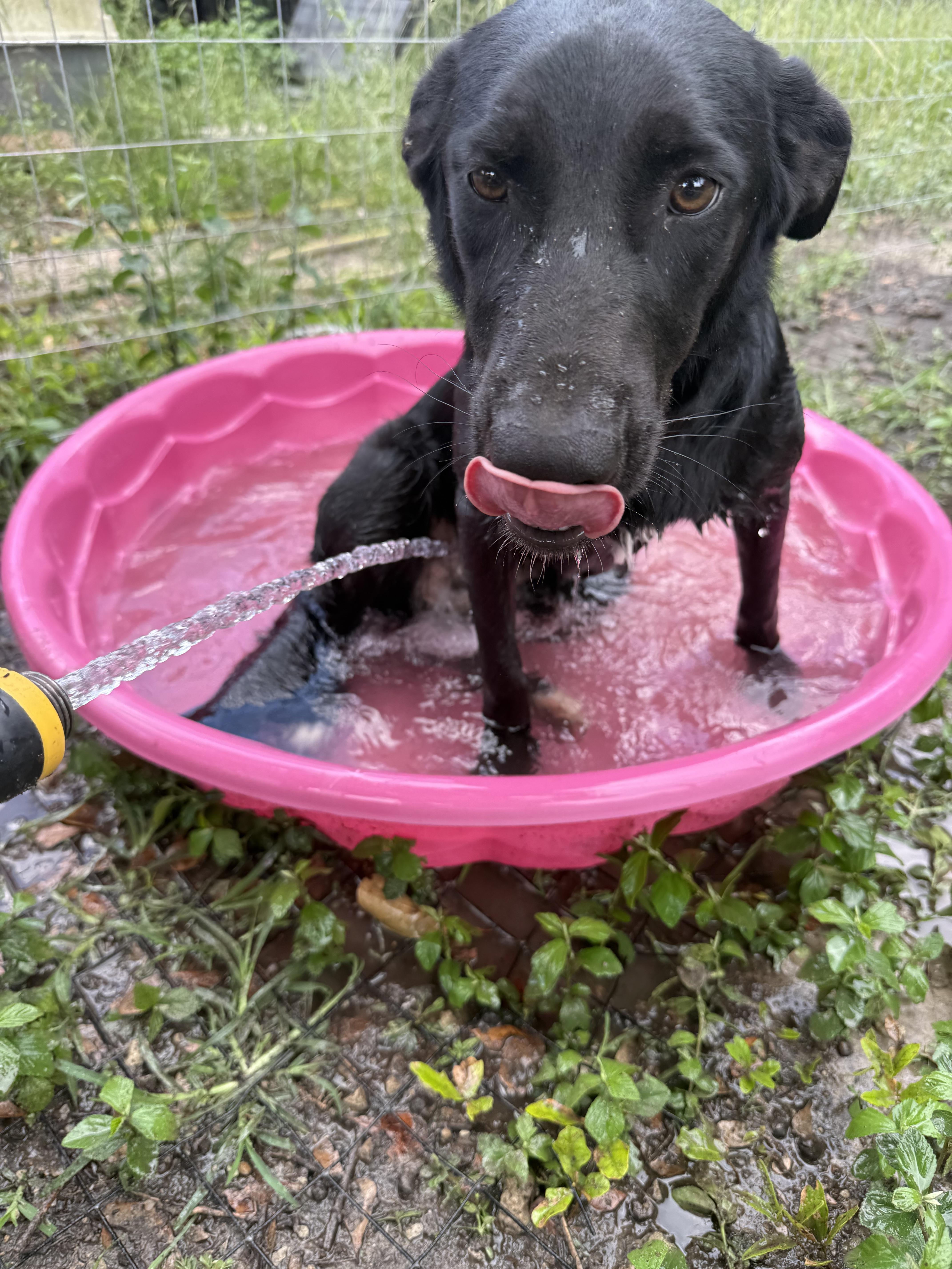 Sasha, Adoptable, Young Male Golden Retriever.