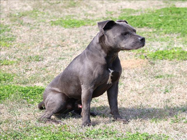 BRUISER, Adoptable, Adult Male Pit Bull Terrier.