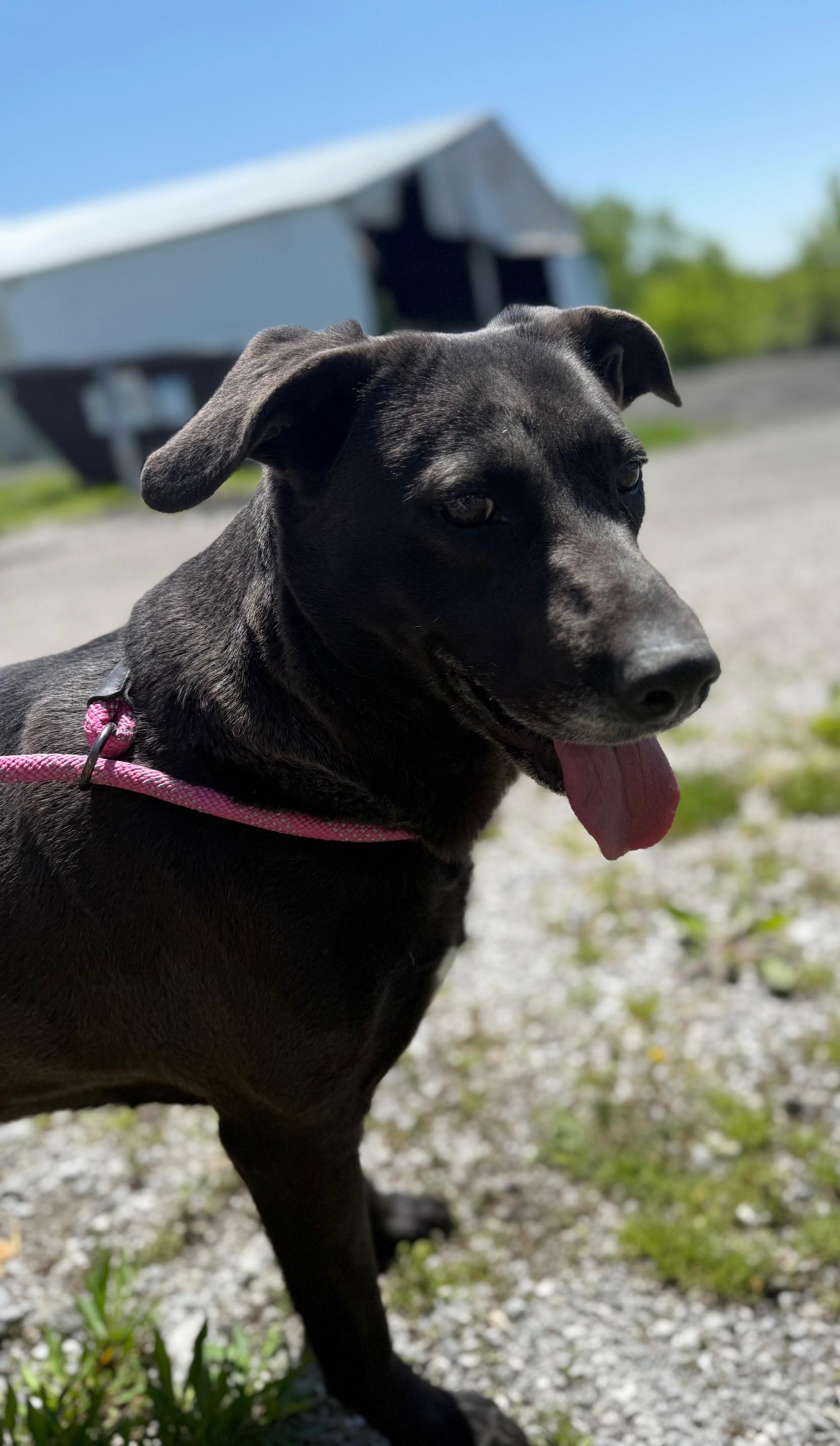 Midnight, Adult Female Black Labrador Retriever