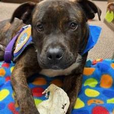 Jolly, Adoptable, Young Male American Staffordshire Terrier.