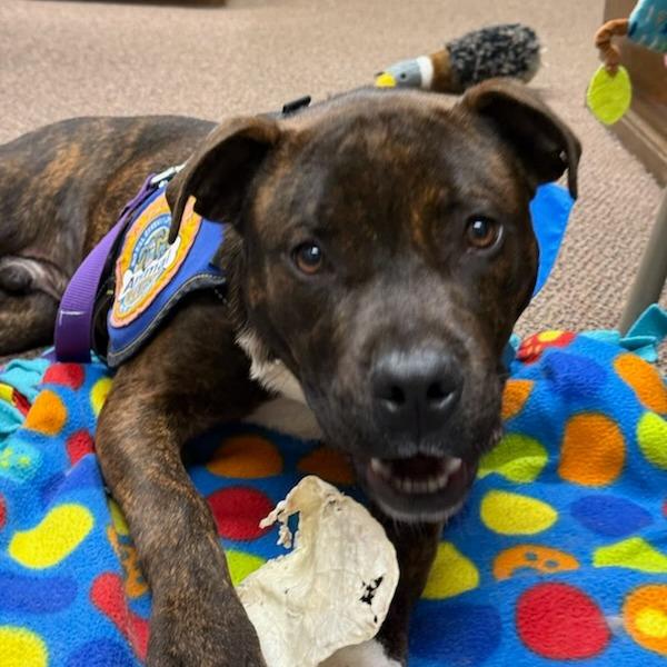 Enlarge Jolly, a Adoptable American Staffordshire Terrier in Greenville, SC image 2/6