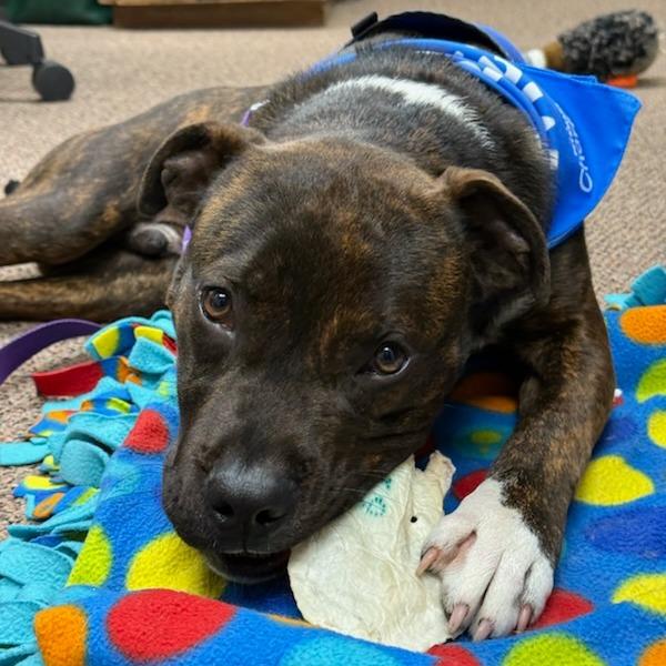 Enlarge Jolly, a Adoptable American Staffordshire Terrier in Greenville, SC image 3/6