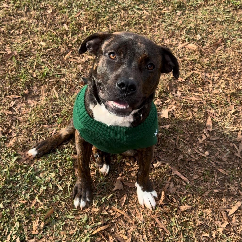 Enlarge Jolly, a Adoptable American Staffordshire Terrier in Greenville, SC image 5/6