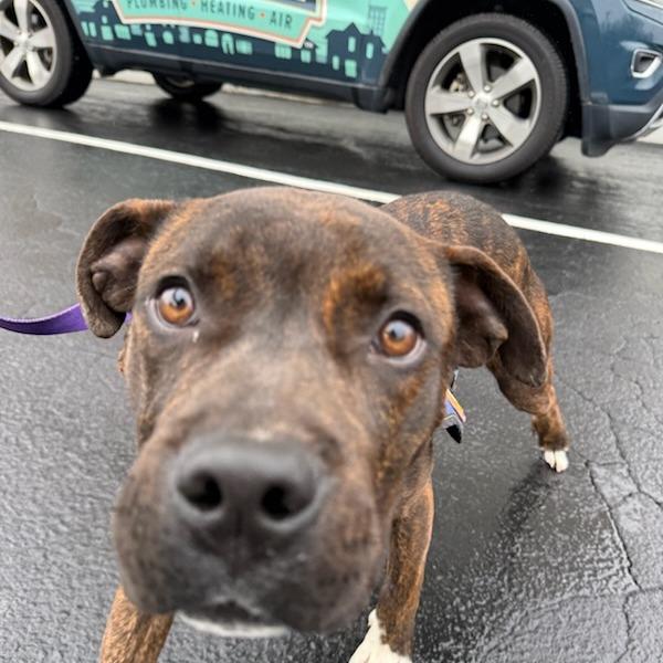 Enlarge Jolly, a Adoptable American Staffordshire Terrier in Greenville, SC image 6/6