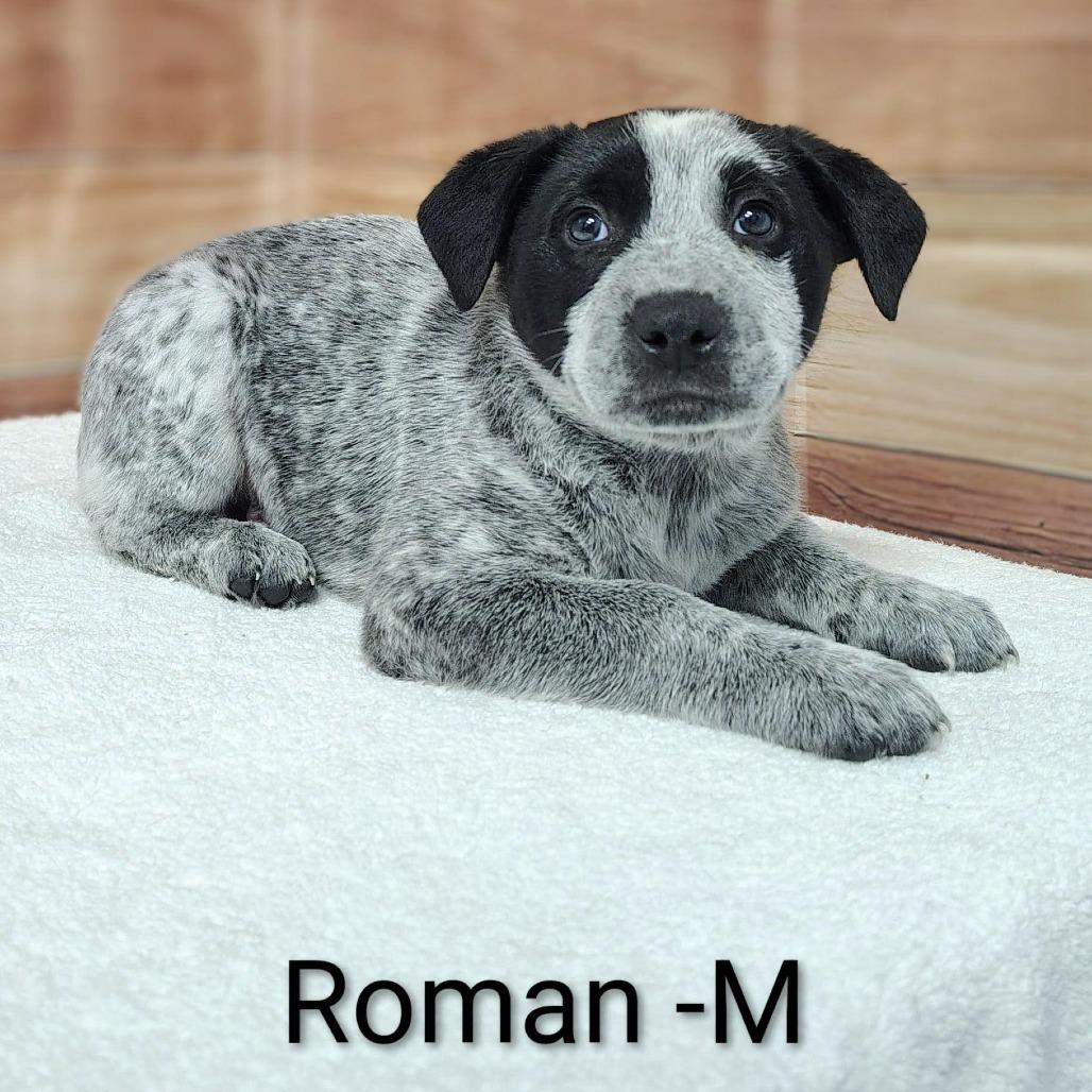 Roman, Adoptable, Puppy Male Cattle Dog & Mixed Breed.