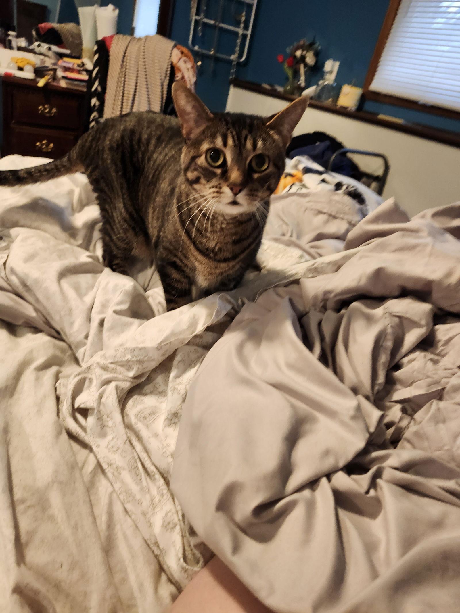 Enlarge Tabitha C4731, a Adoptable Domestic Short Hair in minneapolis, MN image 1/3