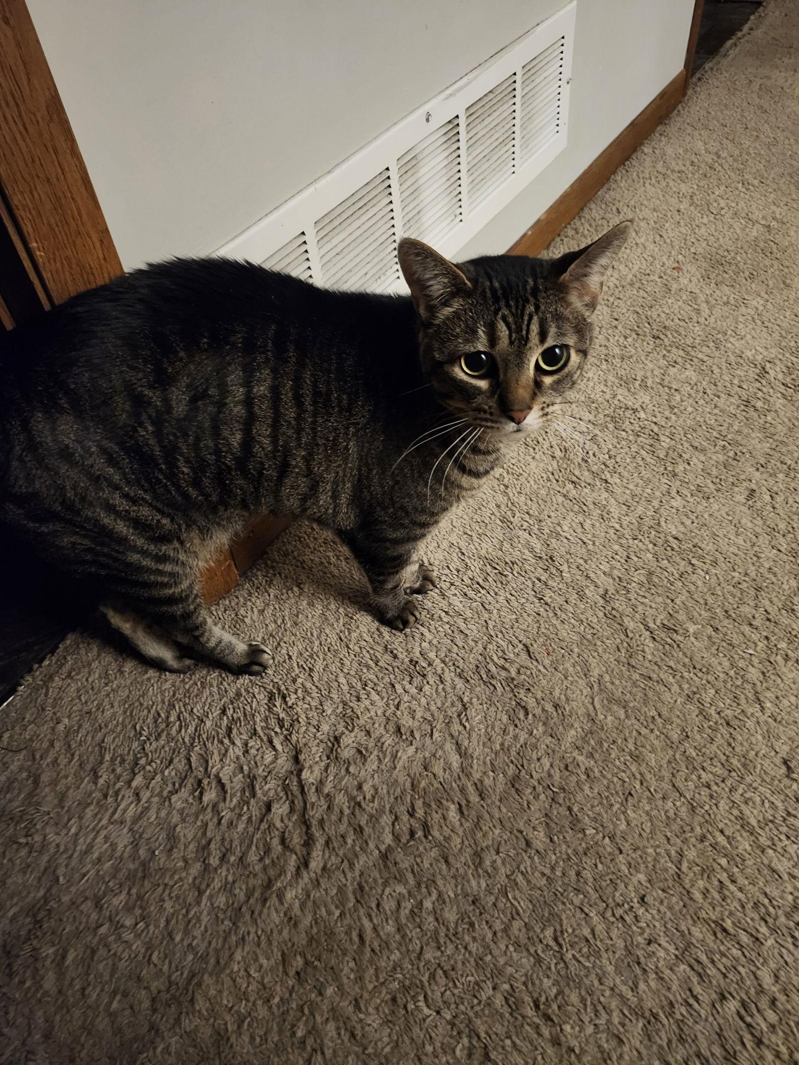 Tabitha C4731, Adoptable, Senior Female Domestic Short Hair.