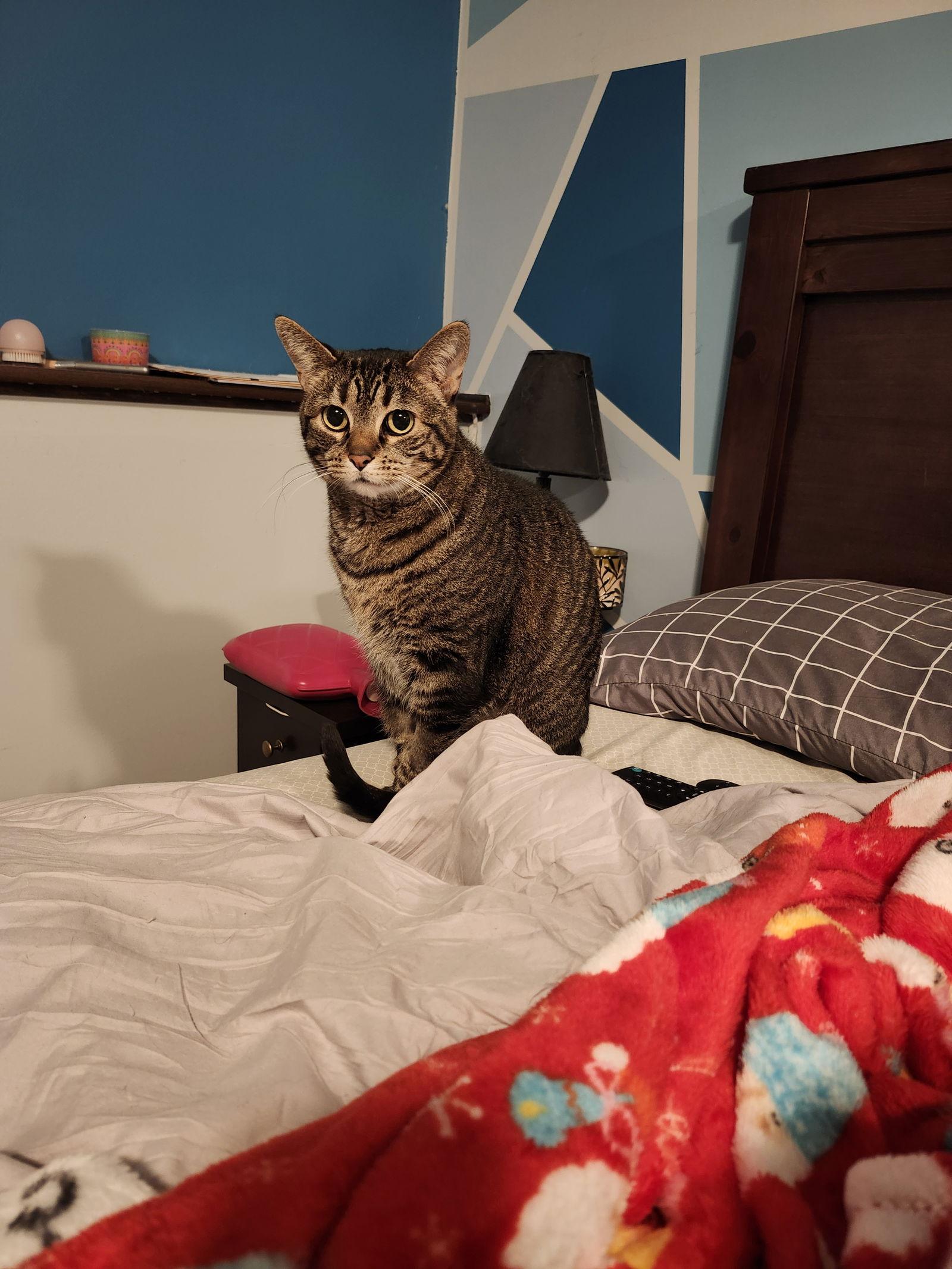 Enlarge Tabitha C4731, a Adoptable Domestic Short Hair in minneapolis, MN image 3/3