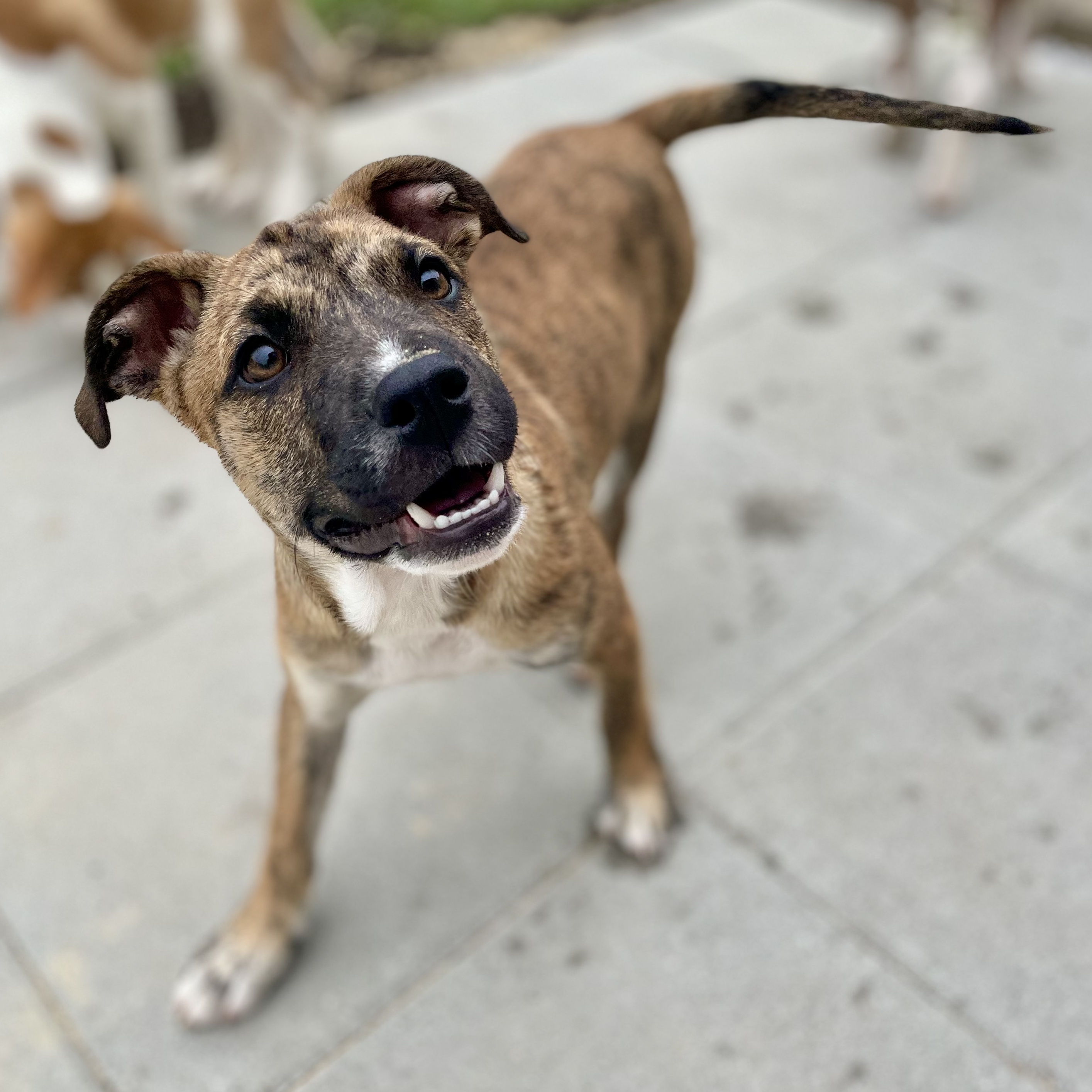 Enlarge Clyde, a Adopted mixed breed in Glenolden, PA image 4/6