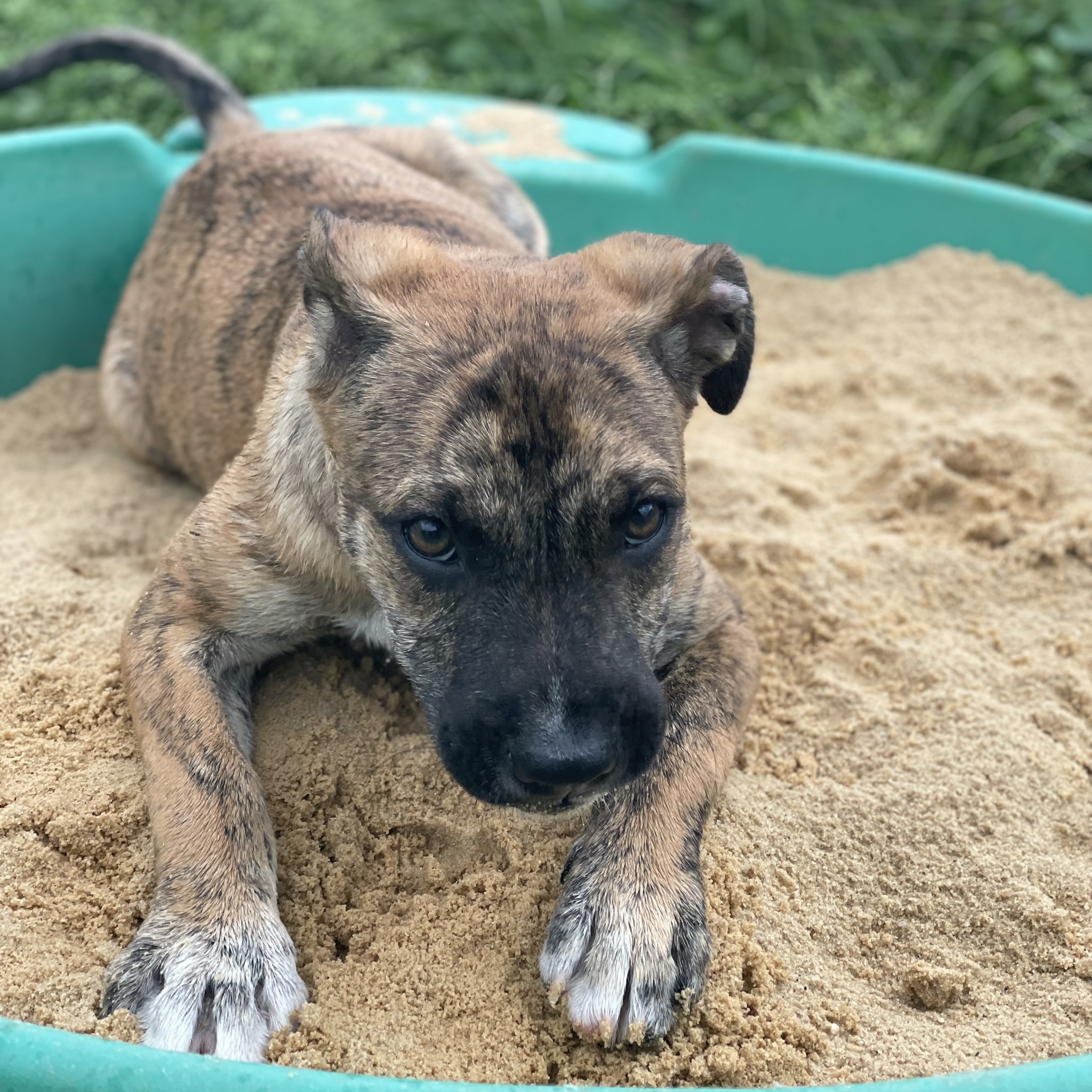 Clyde, Adopted, Puppy Male Boxer & German Shepherd Dog.