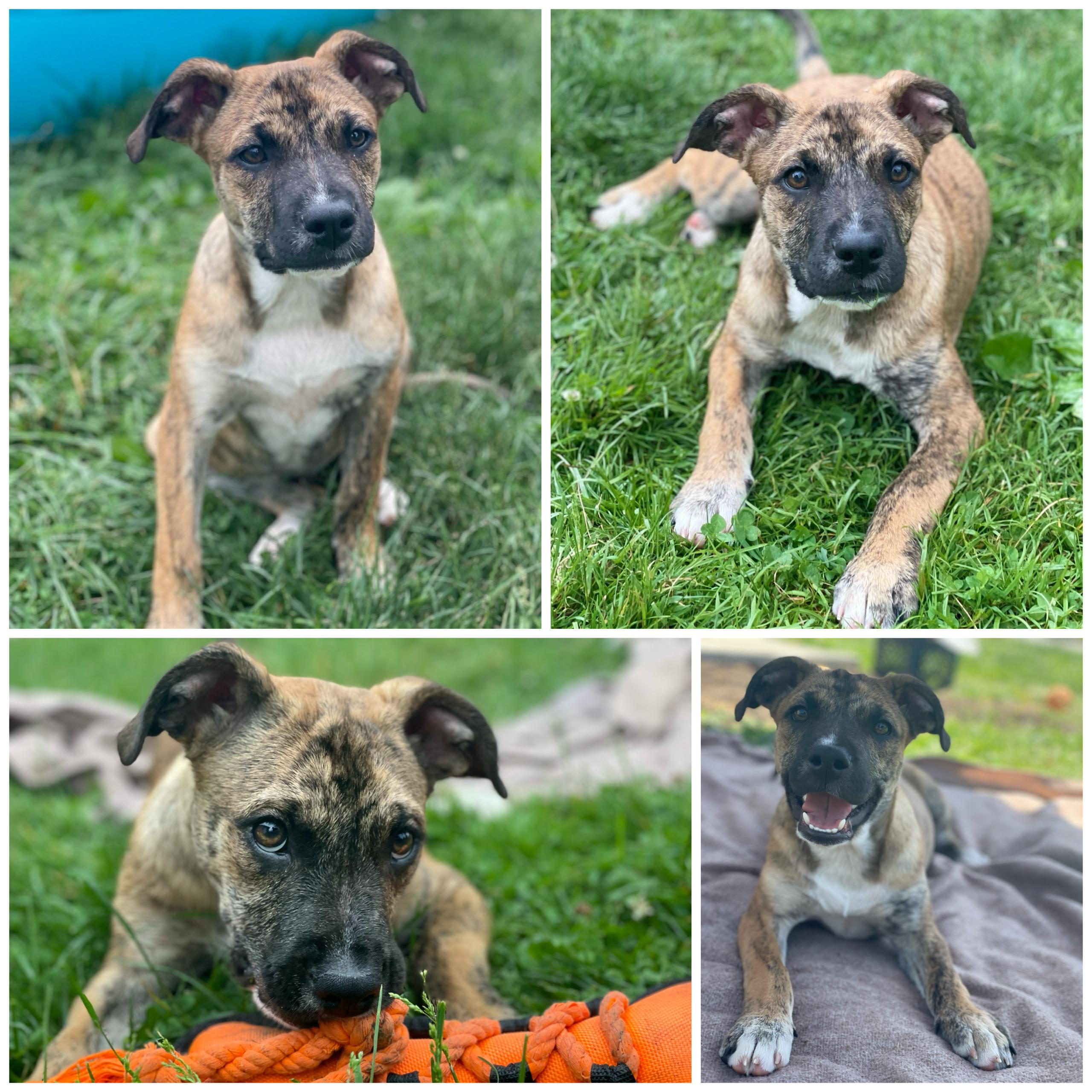 Enlarge Clyde, a Adopted mixed breed in Glenolden, PA image 5/6