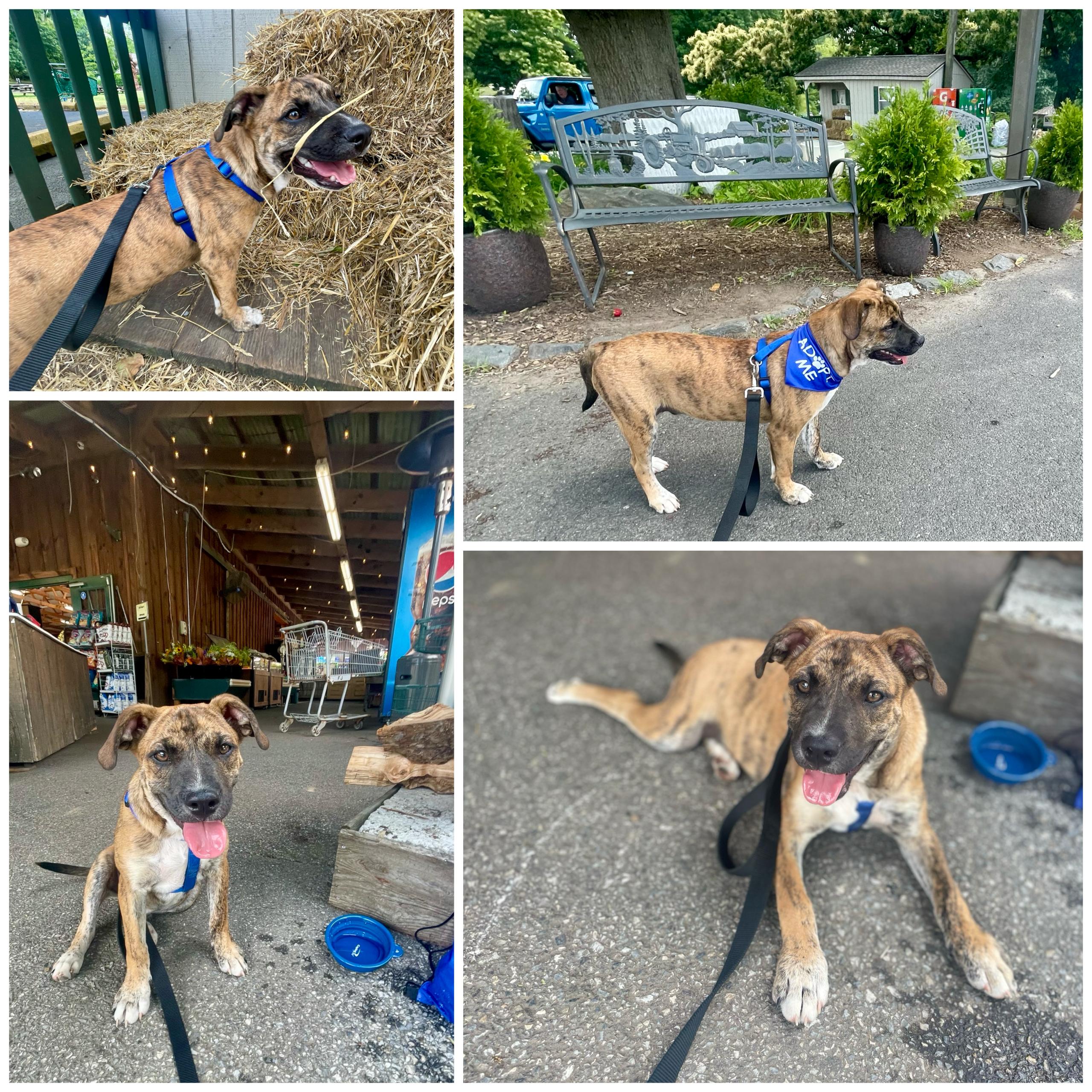 Enlarge Clyde, a Adopted mixed breed in Glenolden, PA image 6/6