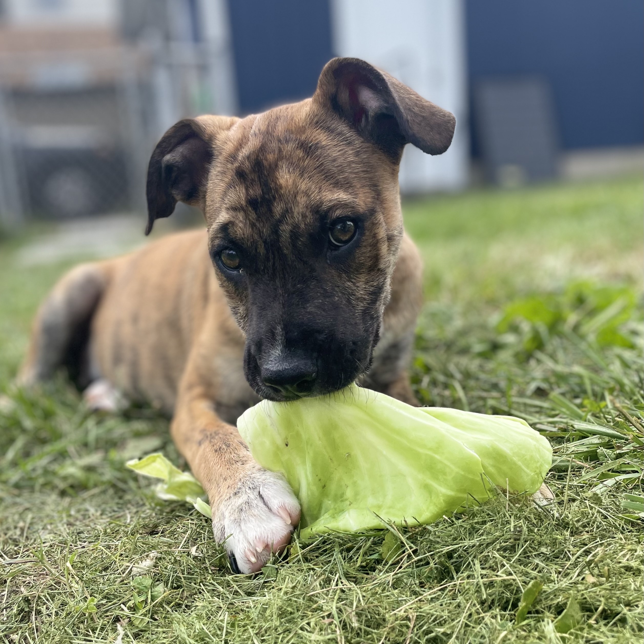 Enlarge Clyde, a Adopted mixed breed in Glenolden, PA image 3/6