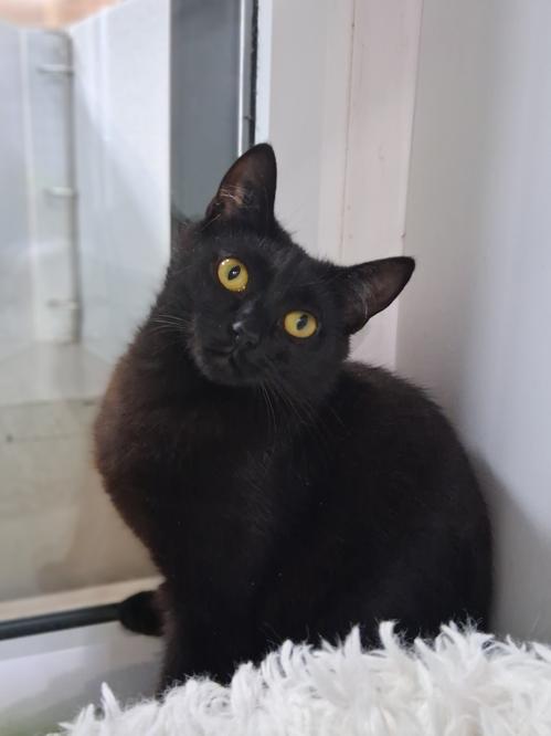 Enlarge Vesper, a ADOPTABLE Domestic Short Hair in Courtenay, BC image 2/3