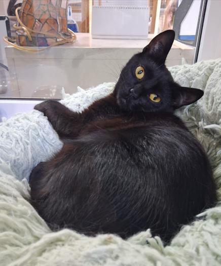 Vesper, ADOPTABLE, Young Female Domestic Short Hair.