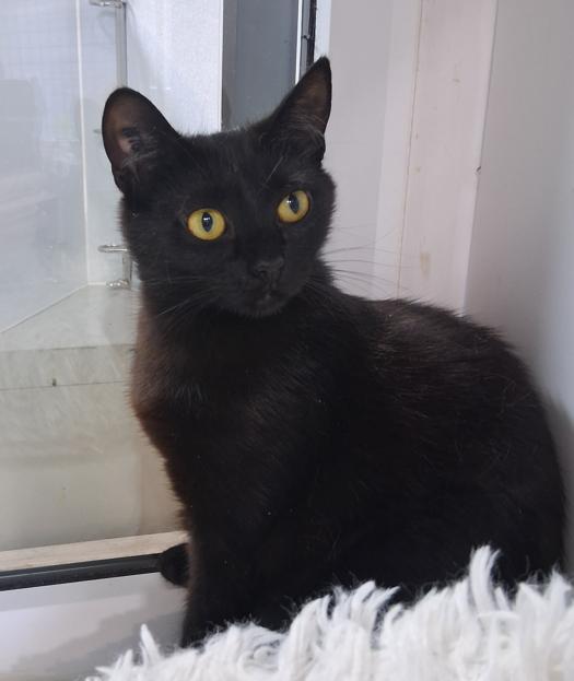 Enlarge Vesper, a ADOPTABLE Domestic Short Hair in Courtenay, BC image 3/3