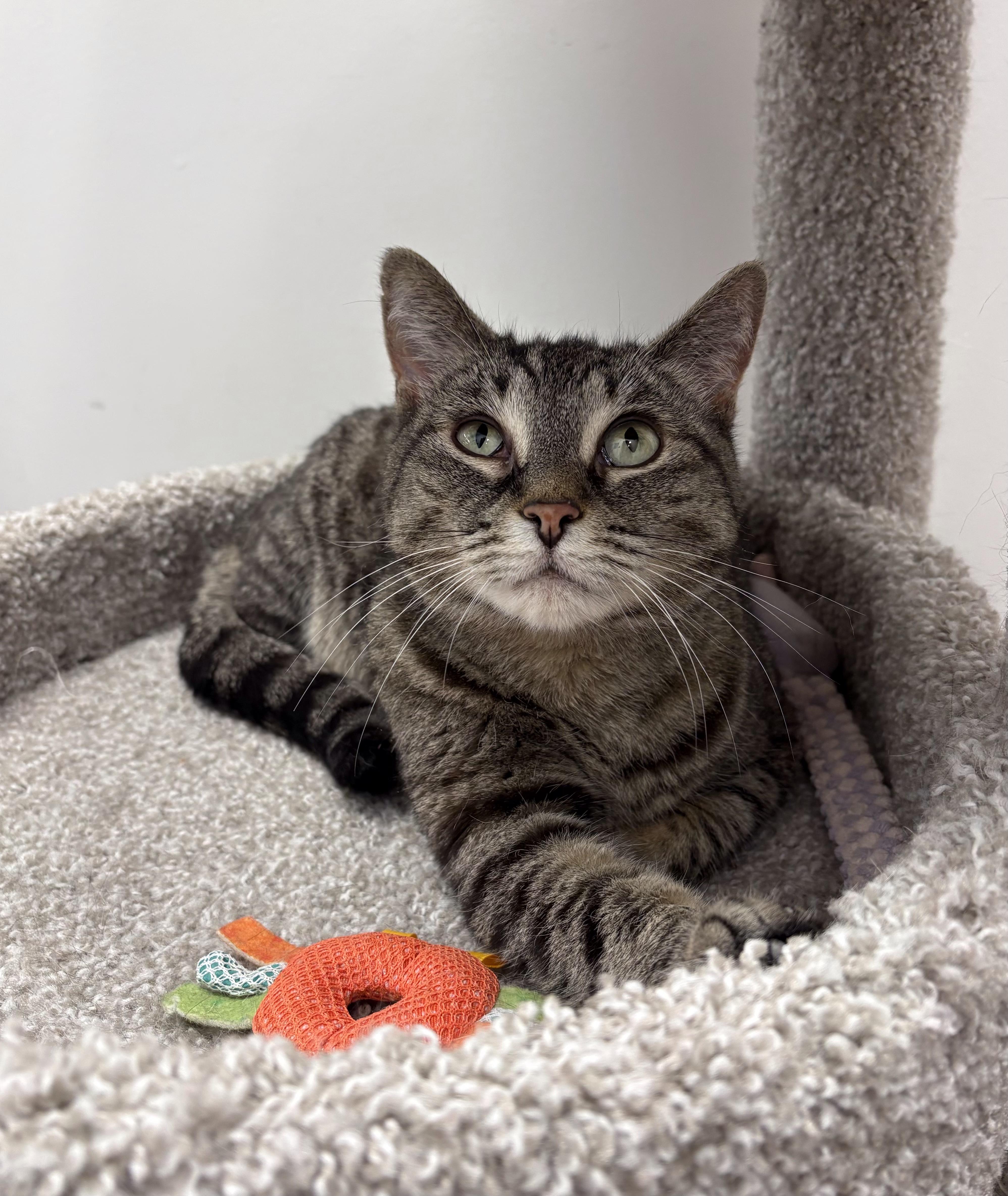Enlarge Allie, a Adoptable Domestic Short Hair in Pickering, ON image 1/2