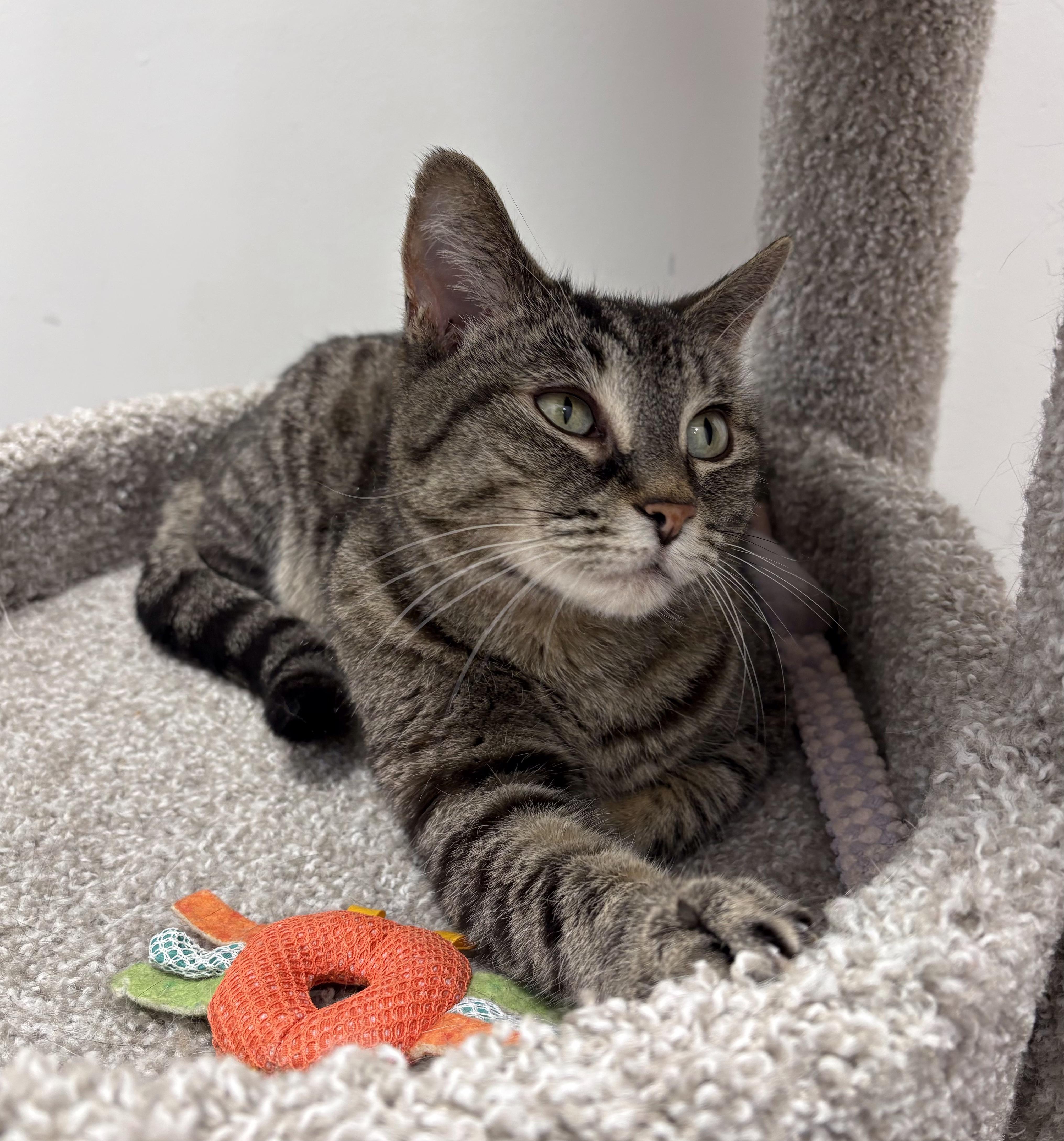 Enlarge Allie, a Adoptable Domestic Short Hair in Pickering, ON image 2/2