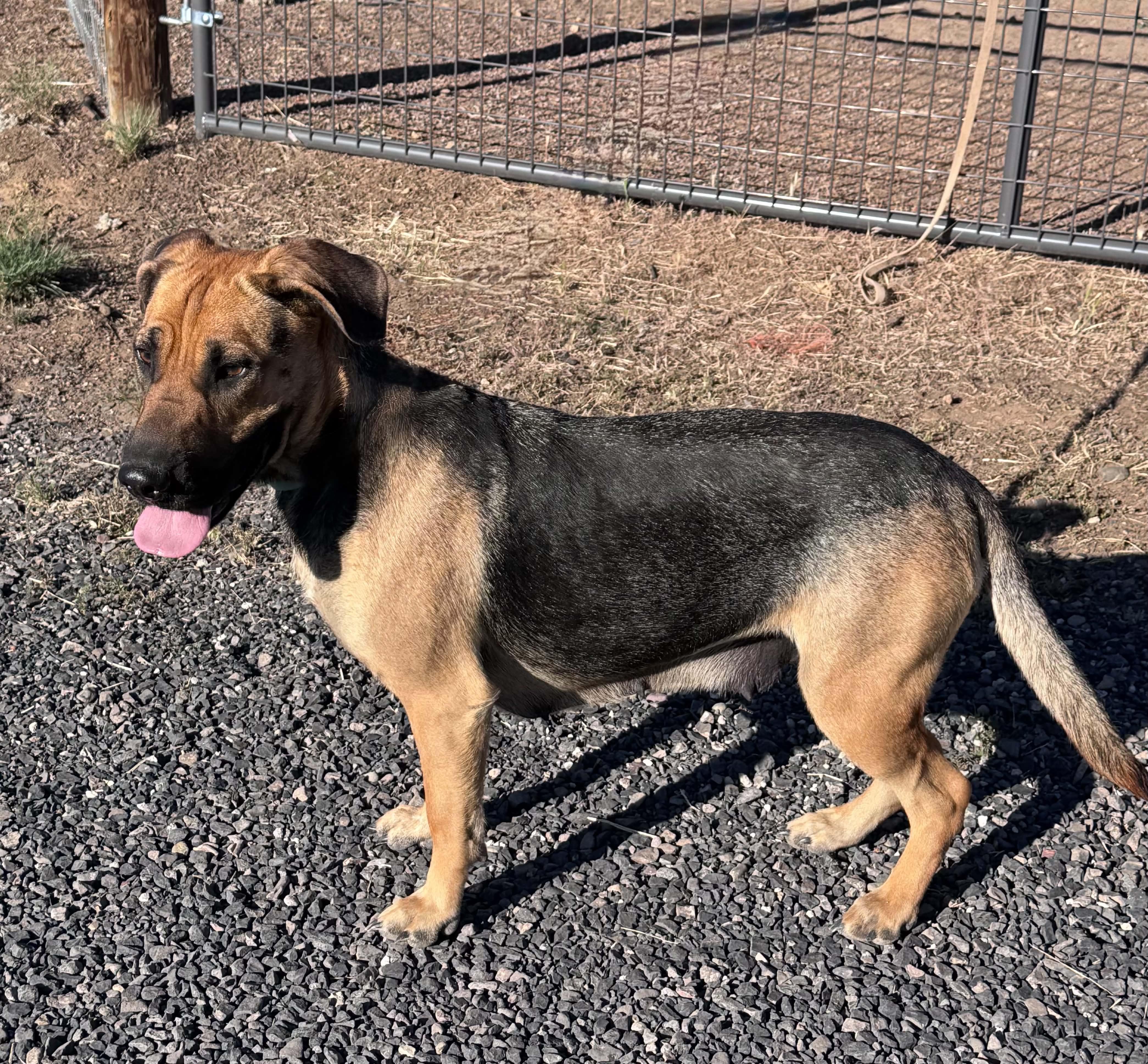 Rosie, a Adoptable mixed breed in Bend, OR image 3/3