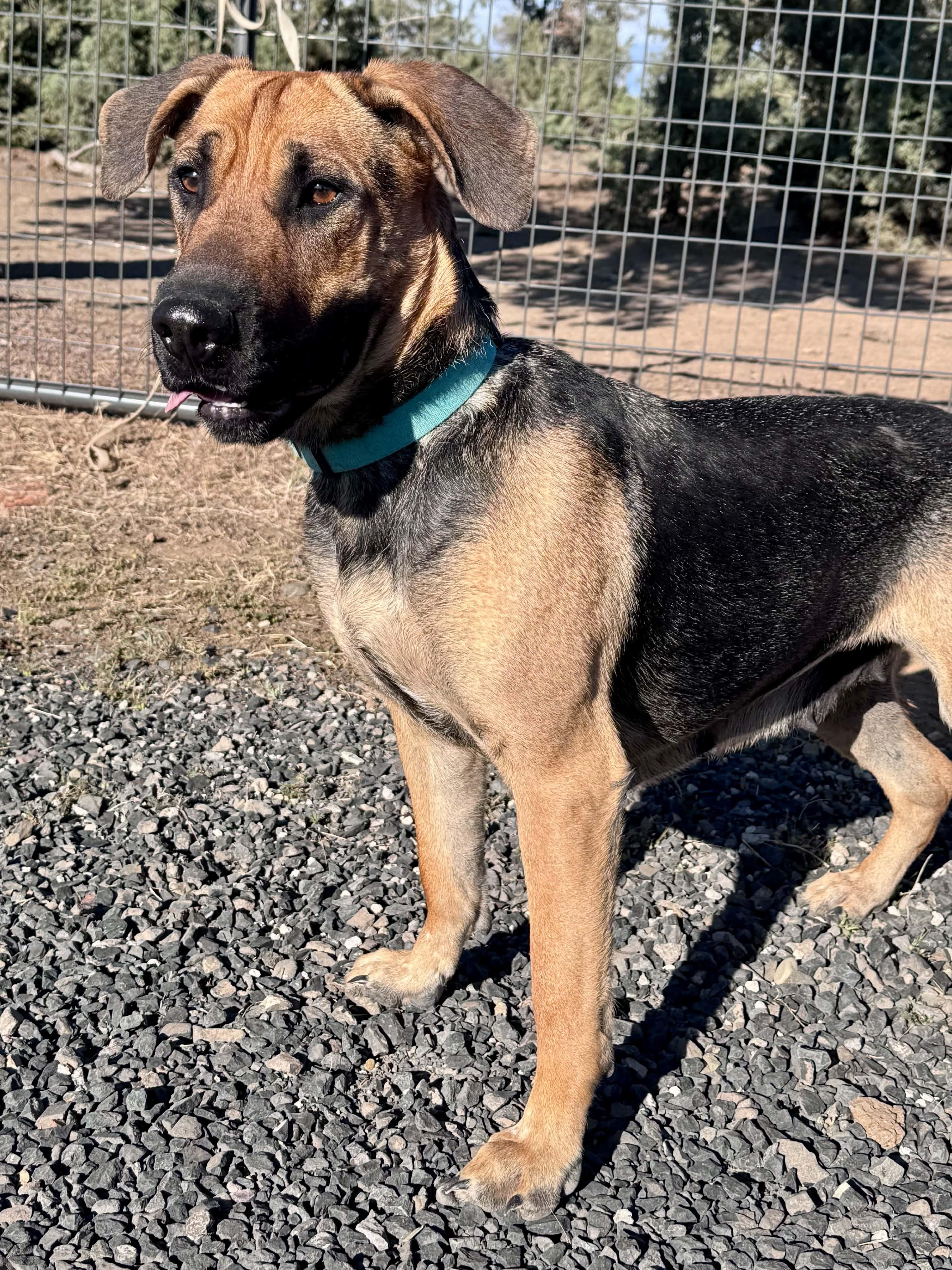 Rosie, a Adoptable mixed breed in Bend, OR image 2/3