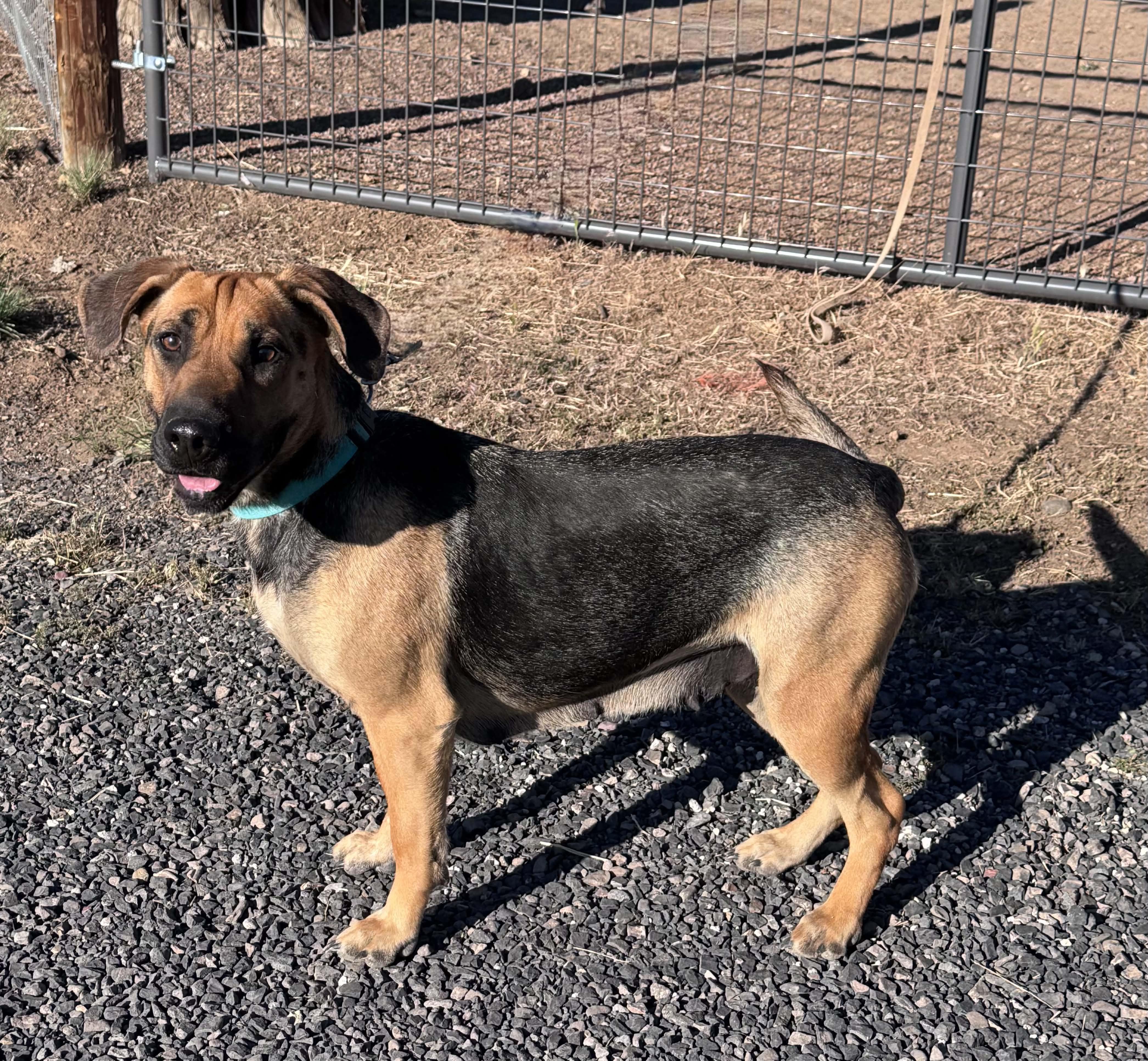 Rosie, Adoptable, Young Female Shepherd & Shar-Pei.