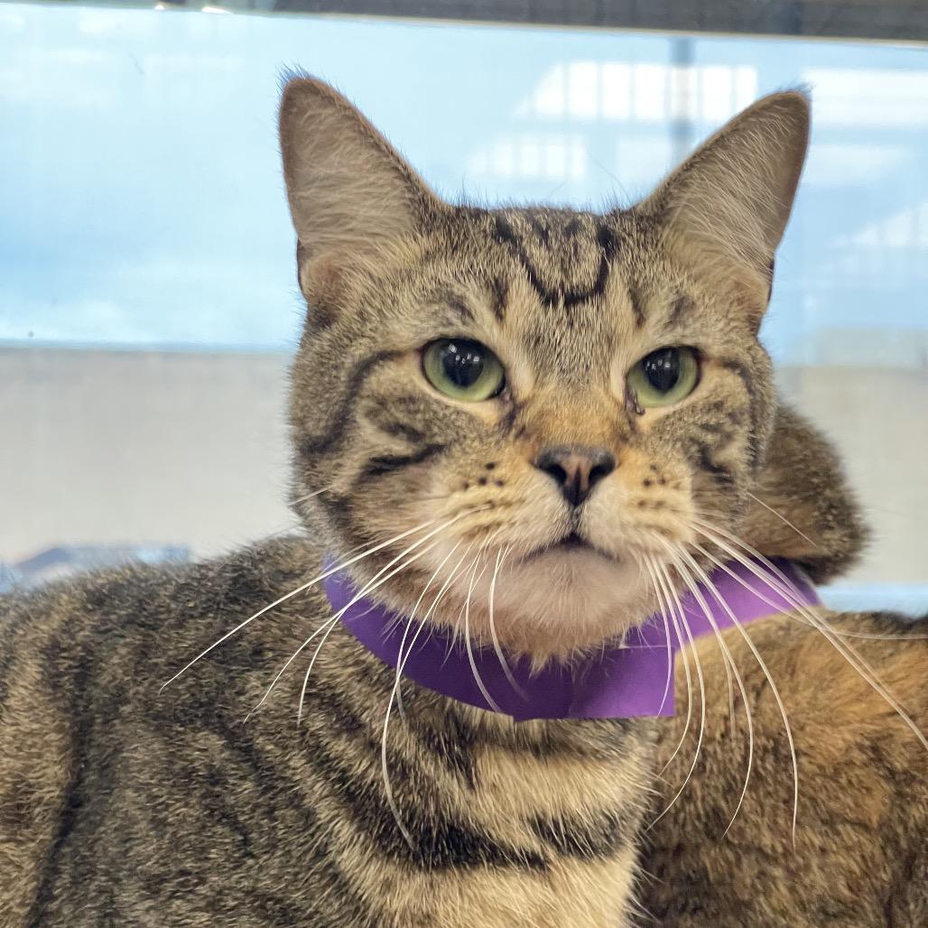 Hulk, Adoptable, Adult Male Extra-Toes Cat / Hemingway Polydactyl & Domestic Short Hair.