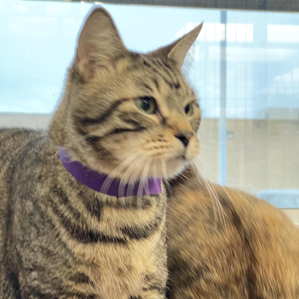 Enlarge Hulk, a Adoptable mixed breed in Tulsa, OK image 2/4