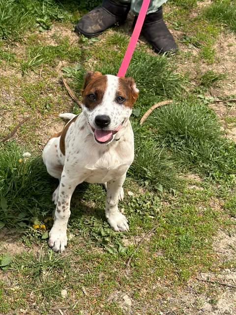 Jill, Adoptable, Young Female Mixed Breed.