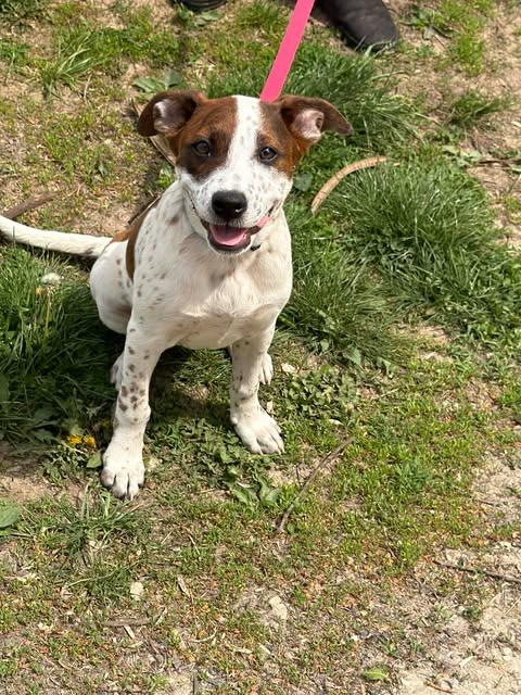 Enlarge Jill, a Adoptable Mixed Breed in Ashville, OH image 2/3