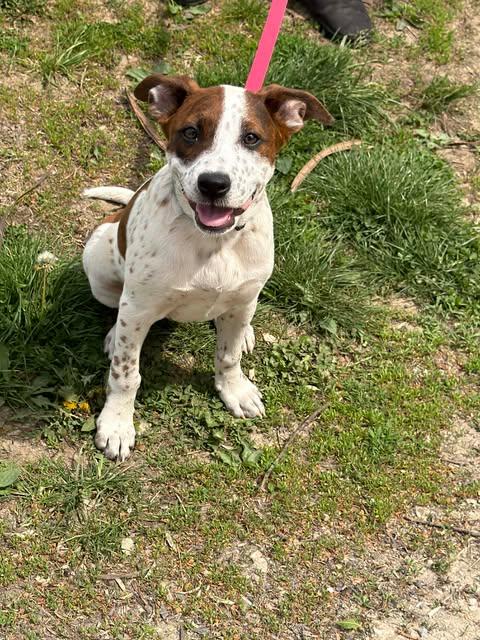 Enlarge Jill, a Adoptable Mixed Breed in Ashville, OH image 3/3