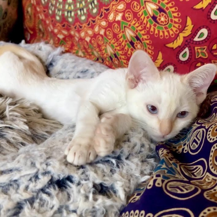 Jax, Baby Male unknown