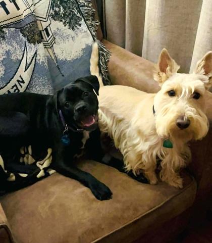 Sherlock thumbnail 2