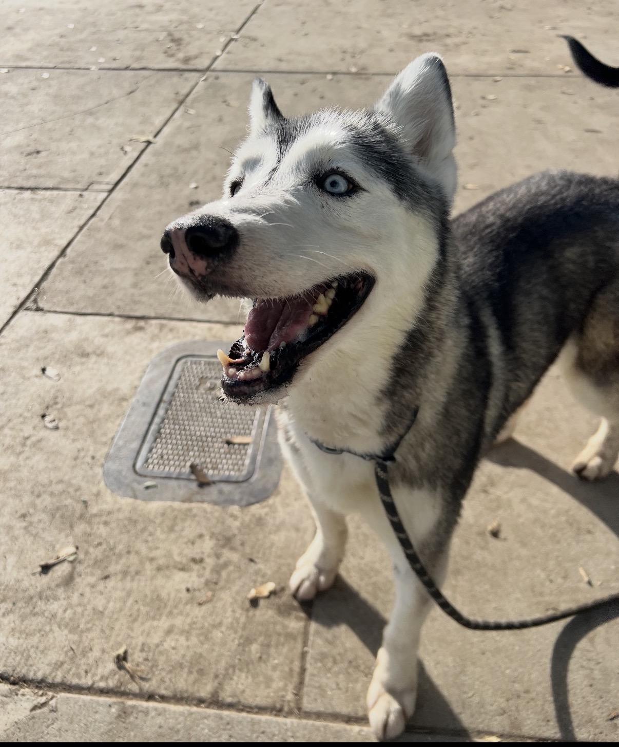 Zuzu, an adopted Siberian Husky in Tarzana, CA image 4/5