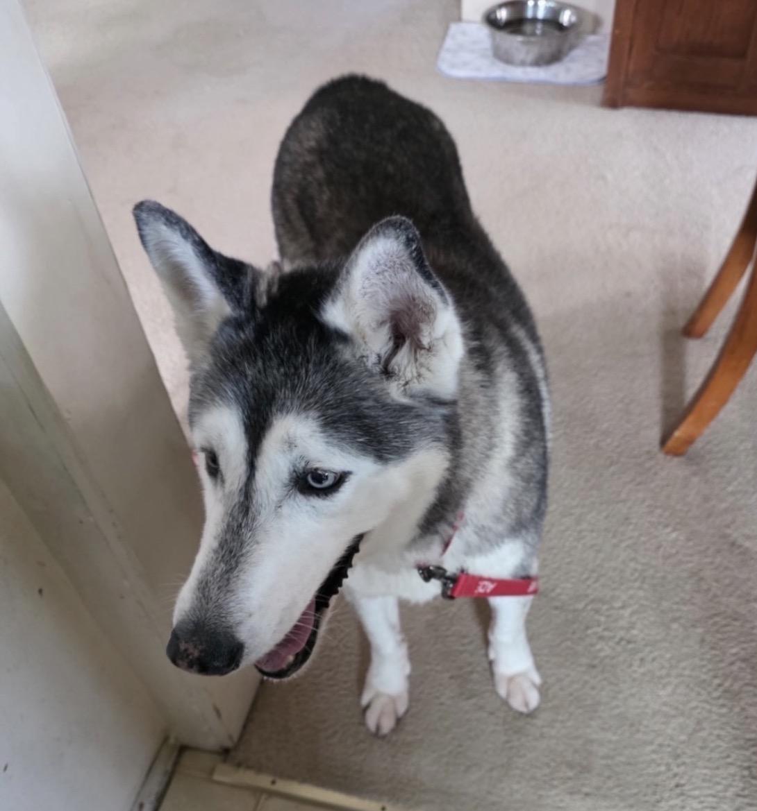 Zuzu, an adopted Siberian Husky in Tarzana, CA image 5/5