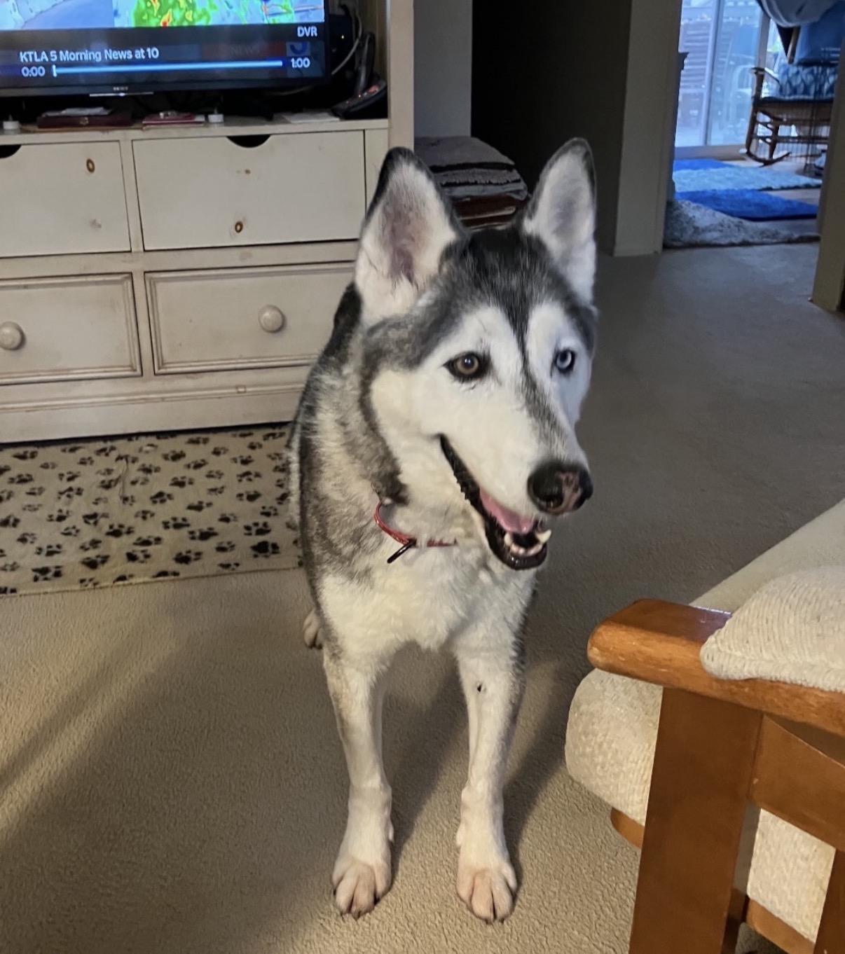 Zuzu, an adopted Siberian Husky in Tarzana, CA image 2/5