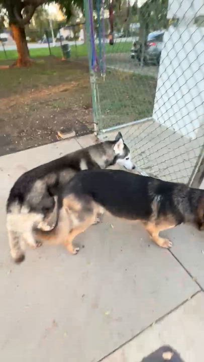 Enlarge Zuzu, an adopted Siberian Husky in Tarzana, CA video 3/5