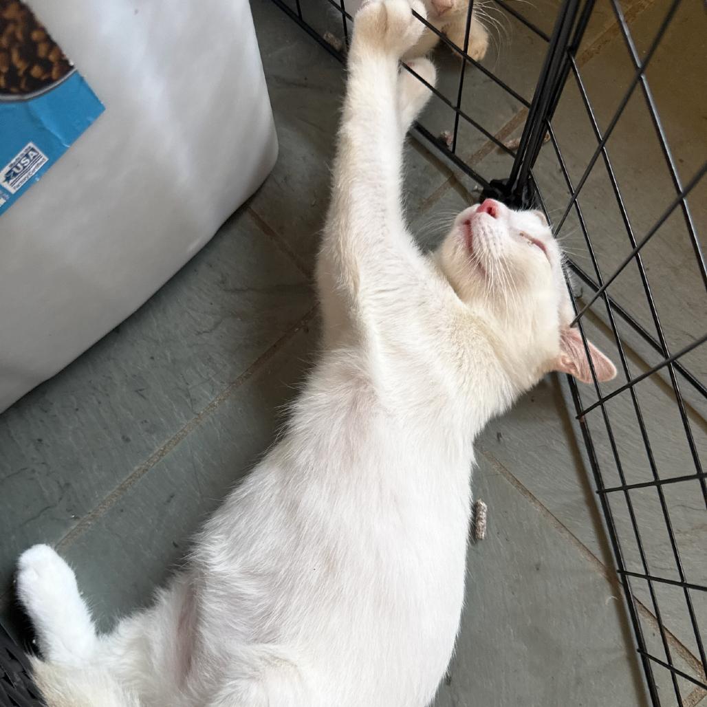 Enlarge Cotton, a Adoptable Domestic Short Hair in Granby, MO image 2/4